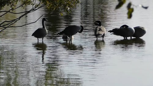 Een Mollige Ganzen Die Op Het Water Rusten