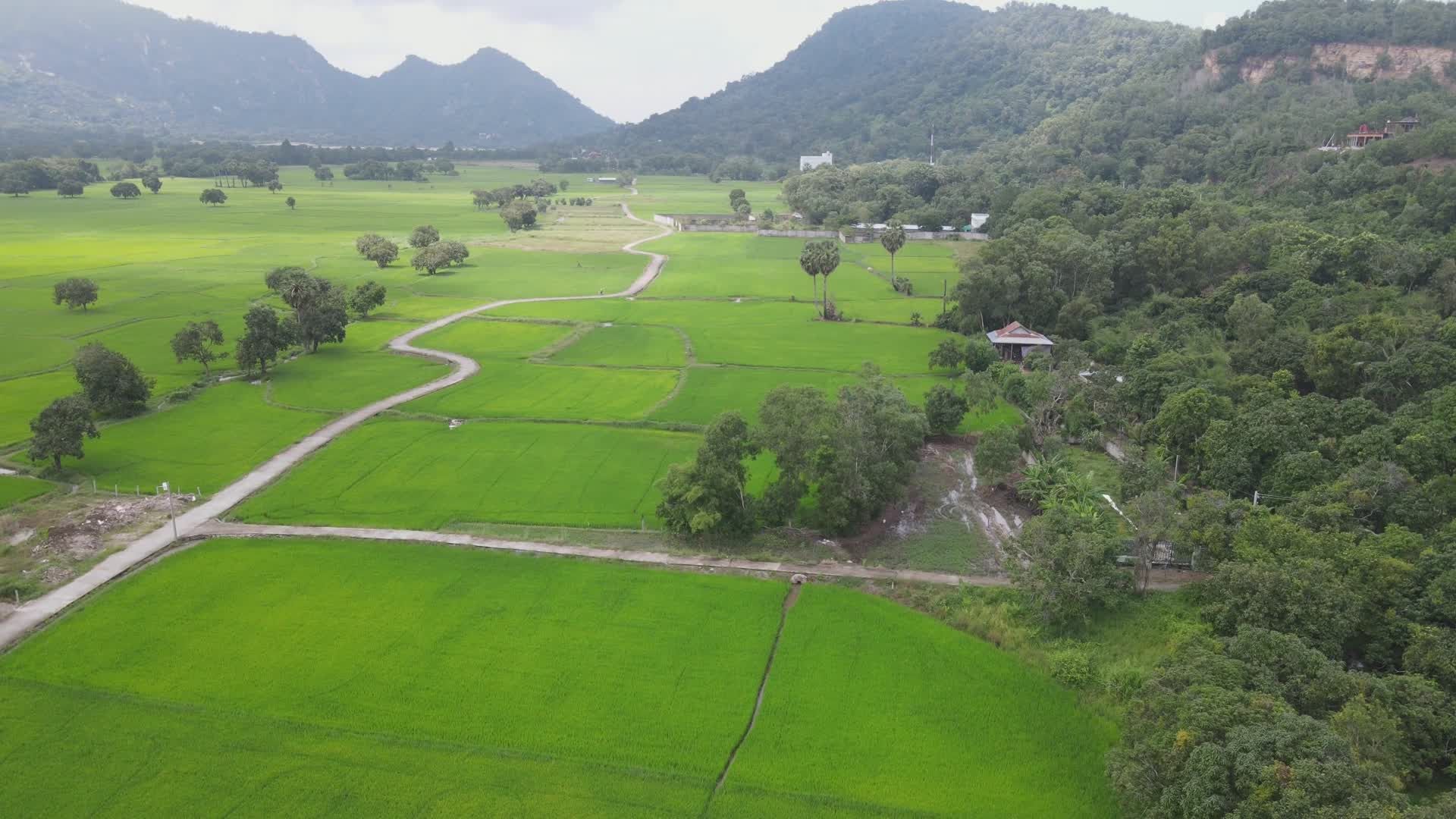 Scenic Aerial View of Lush Green Rice Fields Free Stock Video Footage ...