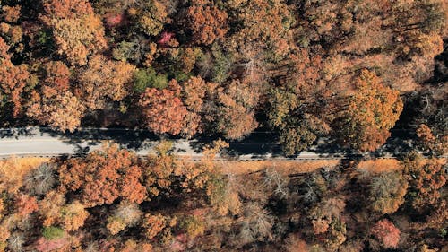 Percorrere Una Strada Che Taglia Attraverso Una Foresta