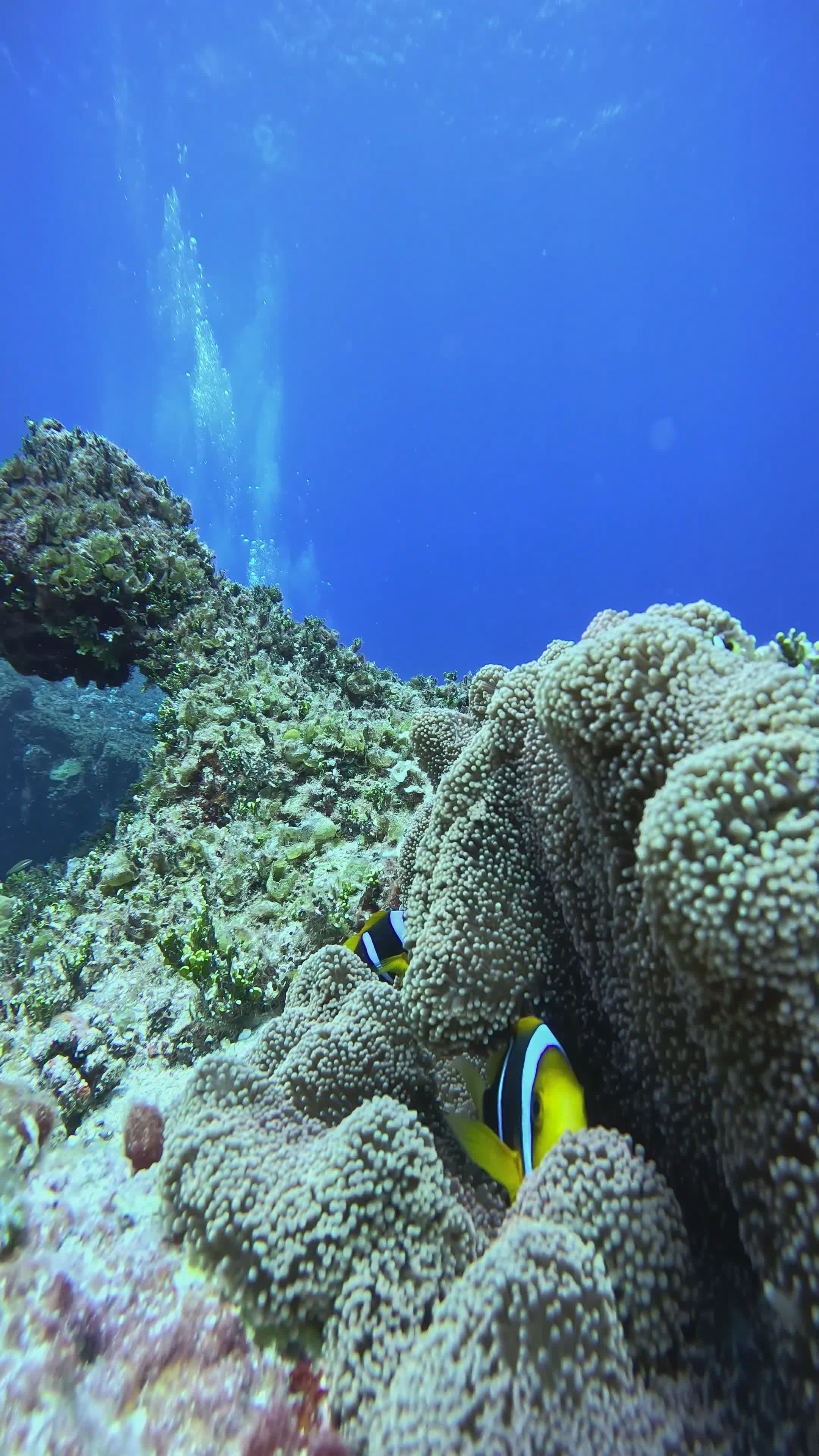 colorful clownfish in vibrant coral reef 32376199 — free pexels stock footage