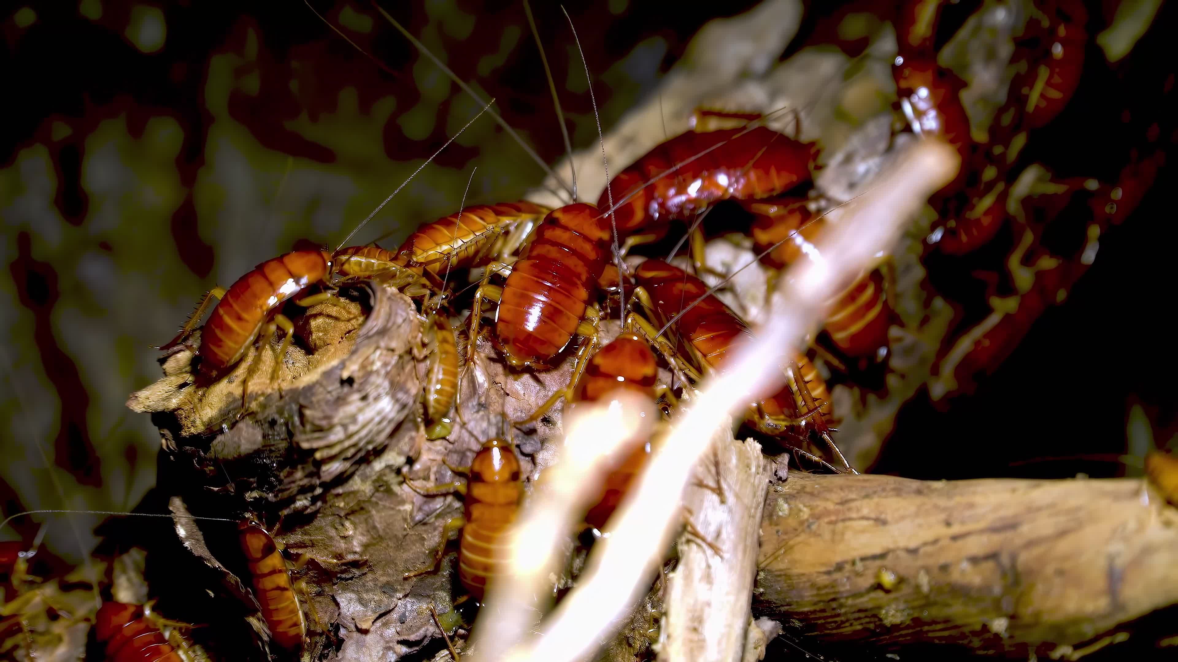 Cockroach Control video