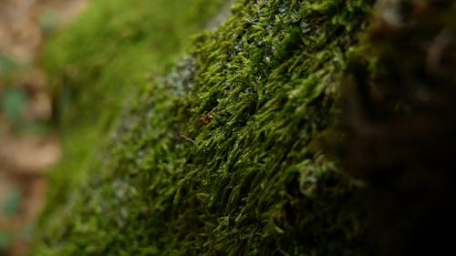 Red Ant Crawling On A Surface Covered In Moss