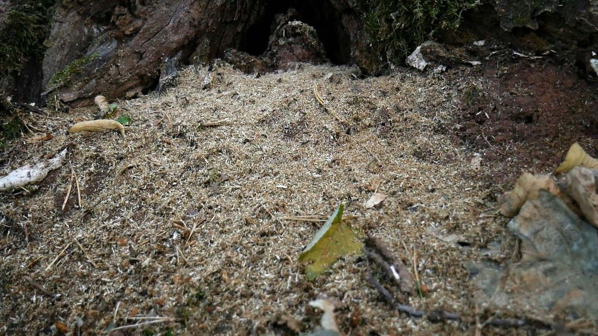 Yellow Mushrooms Growing Beside Green Plants · Free Stock Video