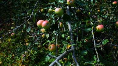 apple tree bearing apple fruits on its stems and branches