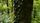 tree trunk