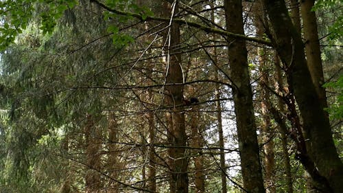 śledzenie Ujęcia Wiewiórki Wspinającej Się Na Drzewo