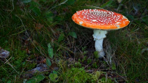 Red Mushroom Growing On Grass