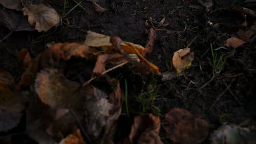 Фрукты, каштаны и опавшие листья на земле