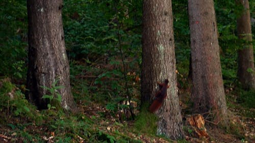 Ujęcia Wiewiórki Wspinaczki I Spaceru W Lesie
