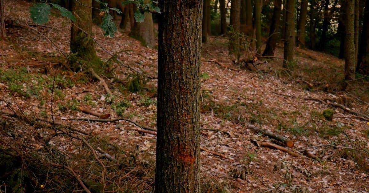 Splinters Of Wood On Top Of A Broken Tree Trunk · Free Stock Video