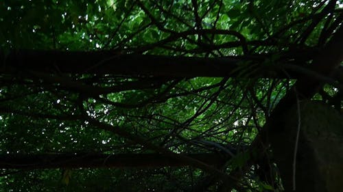 A Wooden Arbor Used For Plants To Crawl And Grow