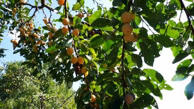 a pear tree with abundant unpicked fruits