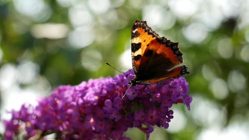 A Butterfly Feeding On A Cluster Of Flower's Pistil