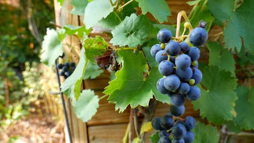 Tampilan Close Up Tanaman Blueberry Dengan Buah Buahan