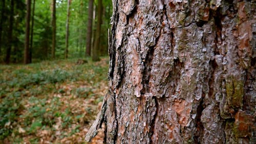 The Rough Texture Of A Tree Bark Outer Most Layer