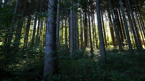 The Long Trunks Of Tall Trees In The Forest