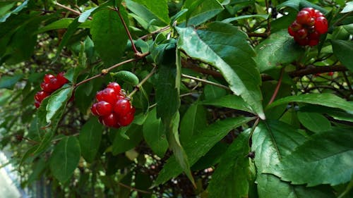 Cherry Trees With Fruits