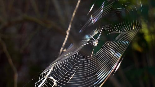 Een Spin Rustend Op Het Centrum Van Zijn Spinnenweb Te Wachten Op Een Frey