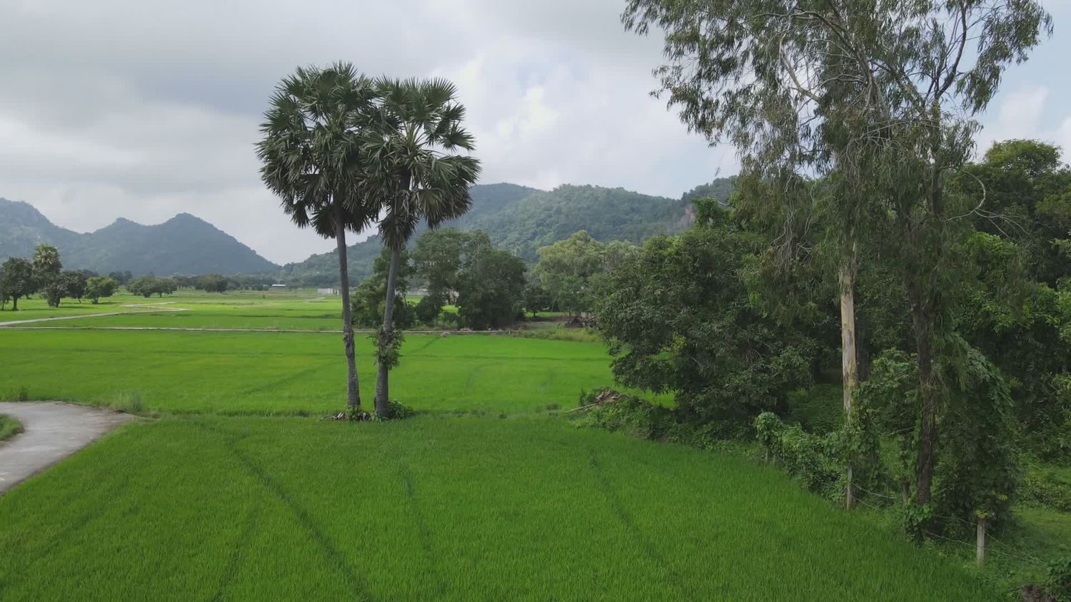 Rice Fields Videos, Download The BEST Free 4k Stock Video Footage ...