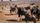 wildebeest
