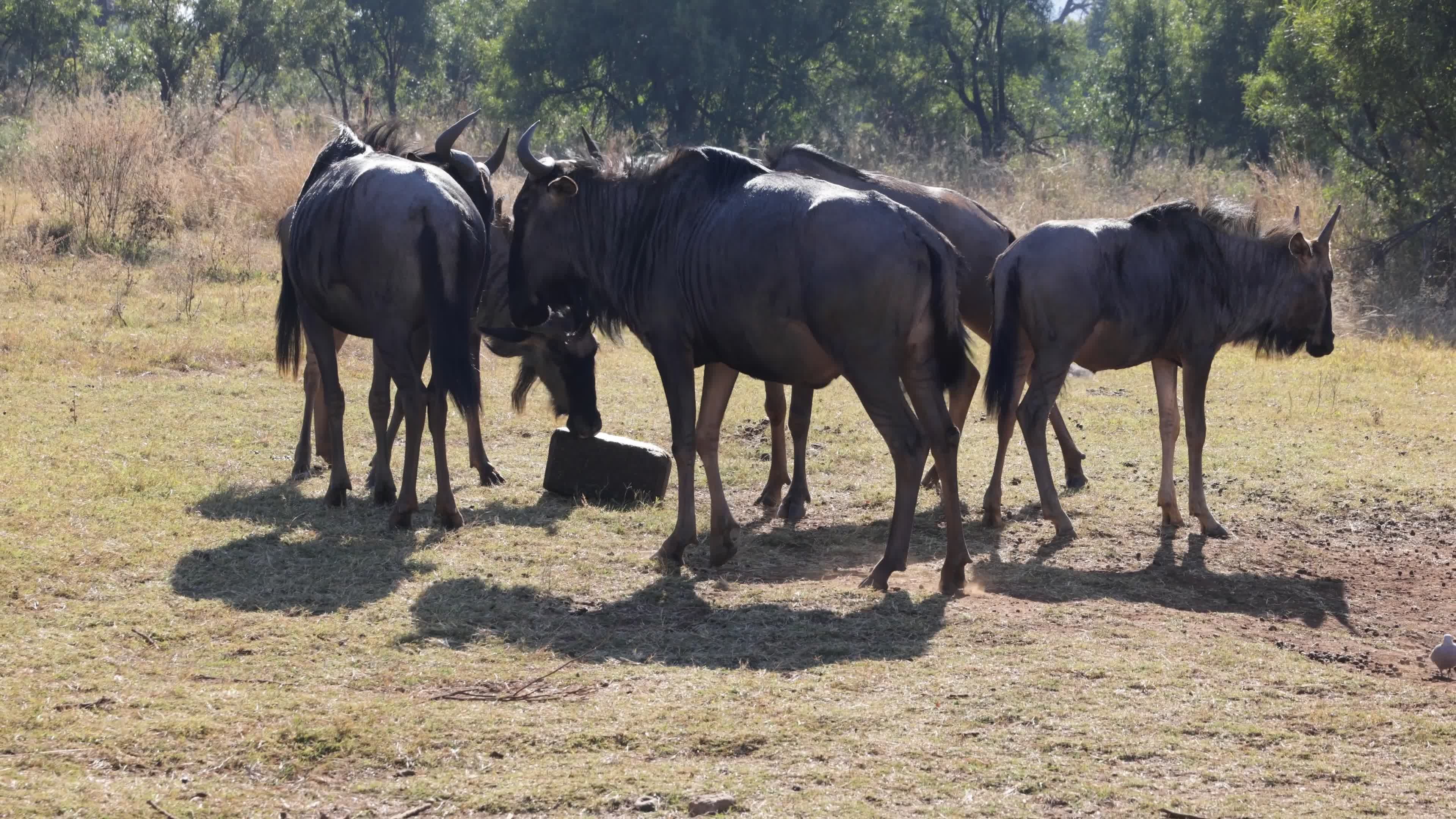Okapi Wildlife Reserve Videos, Download The BEST Free 4k Stock Video ...