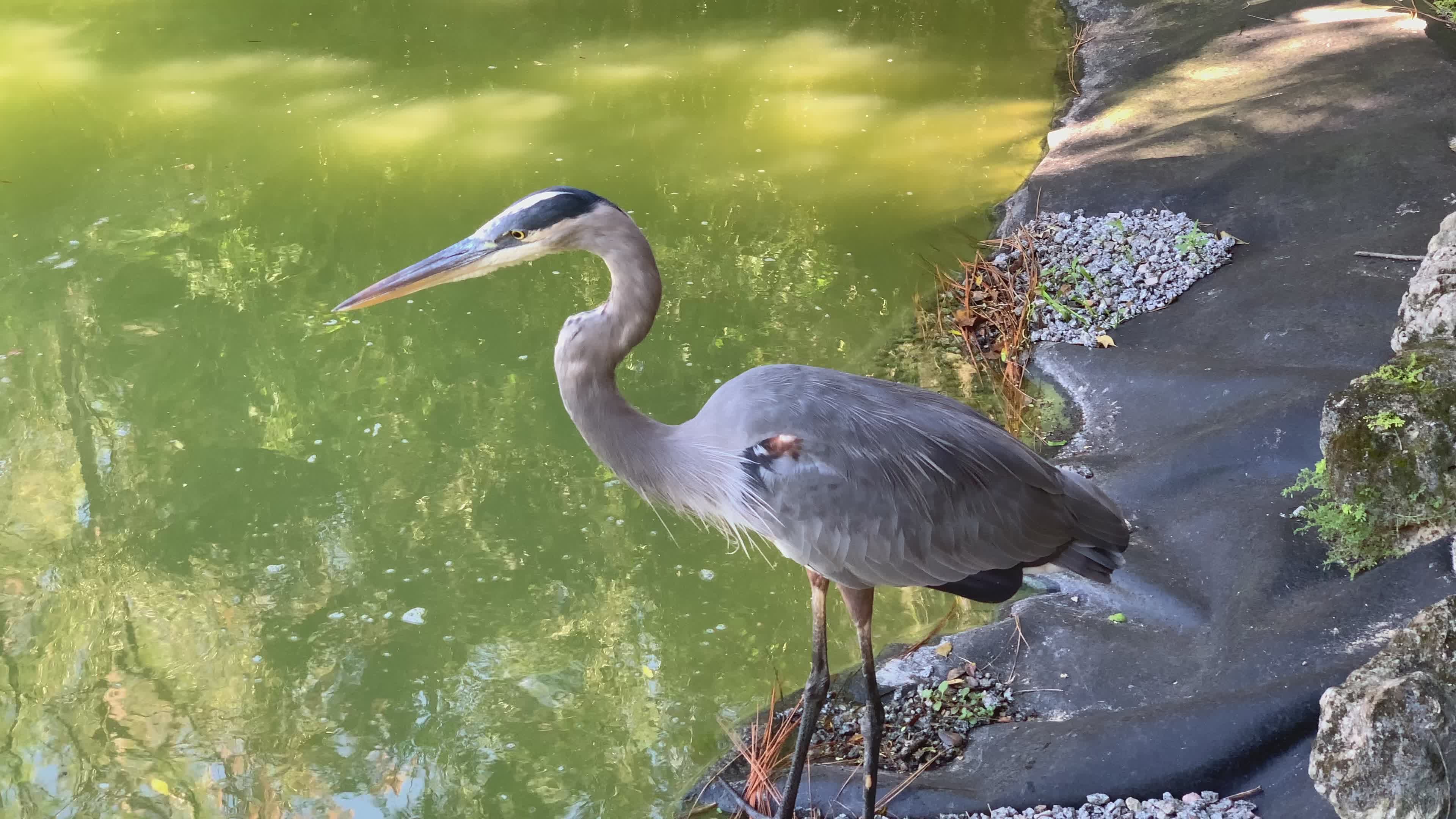Uitrekkende Stork Videos, Download The BEST Free 4k Stock Video Footage ...