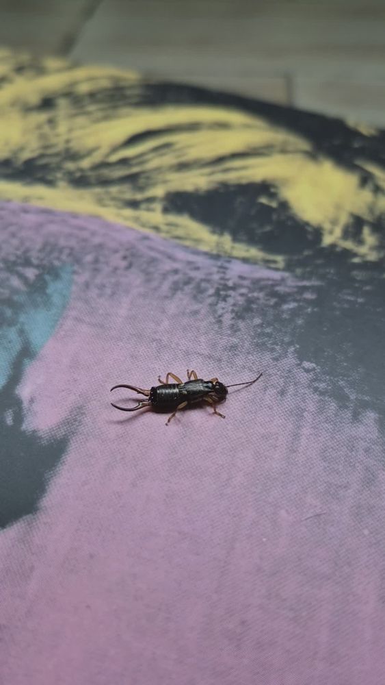 Insect Anatomy Videos, Download The BEST Free 4k Stock Video Footage ...