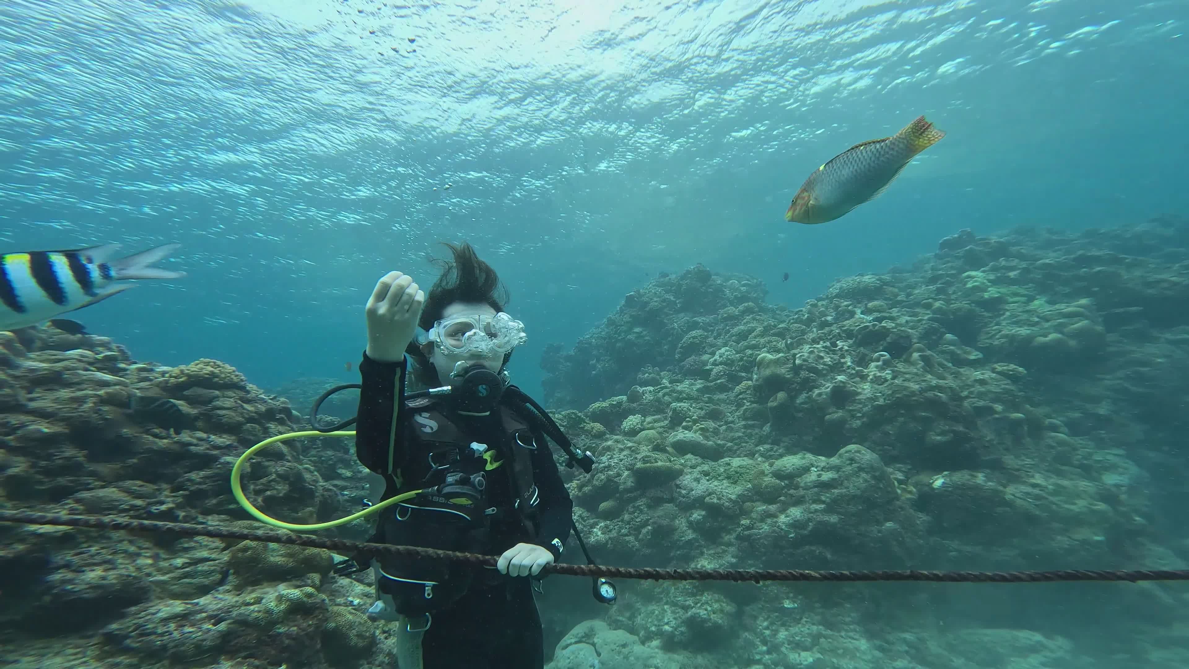 Scuba Diver Exploring Vibrant Coral Reef Free Stock Video Footage ...