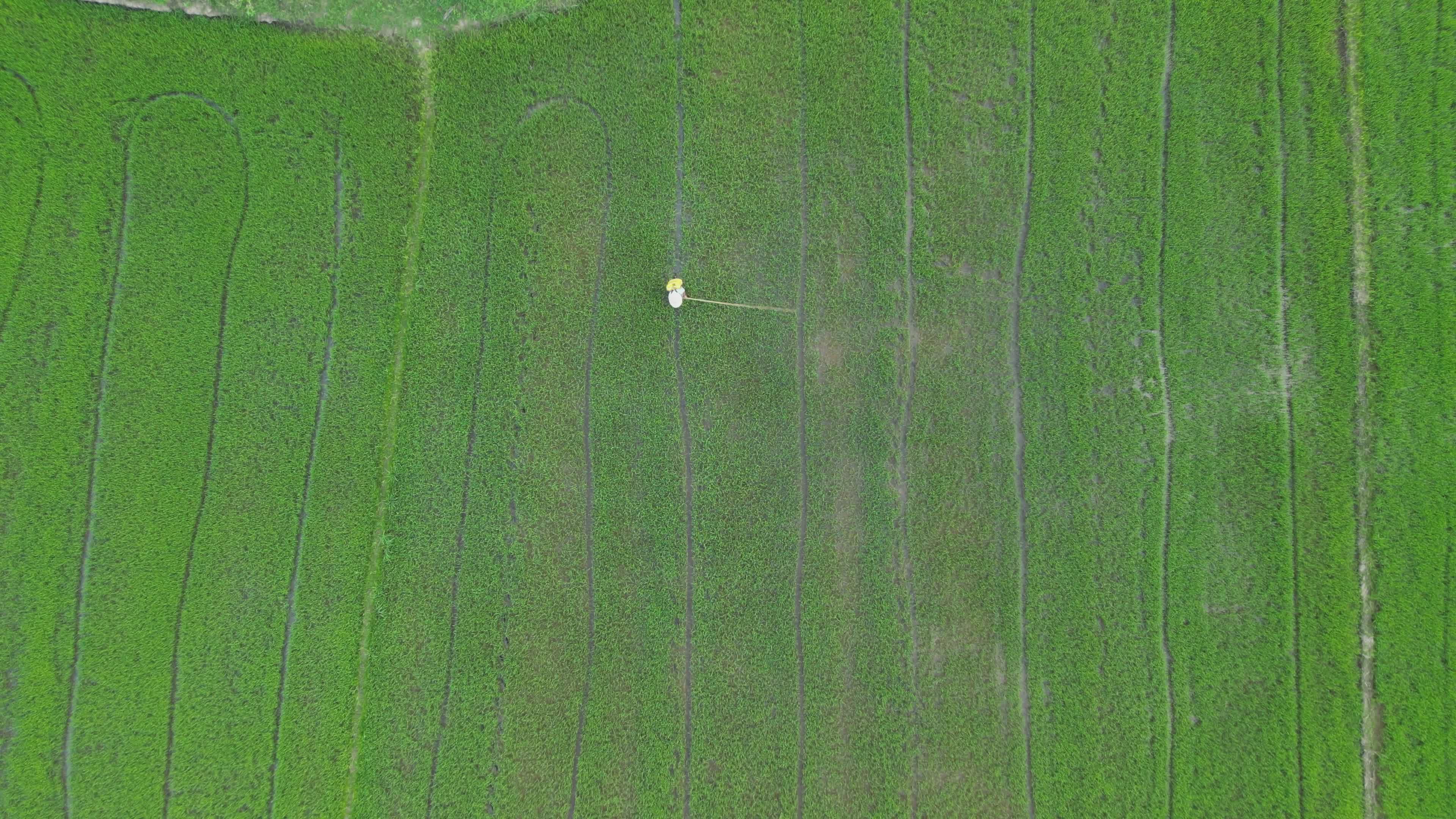 Aerial view of a sprinkler system irrigating a crop field