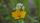 botany