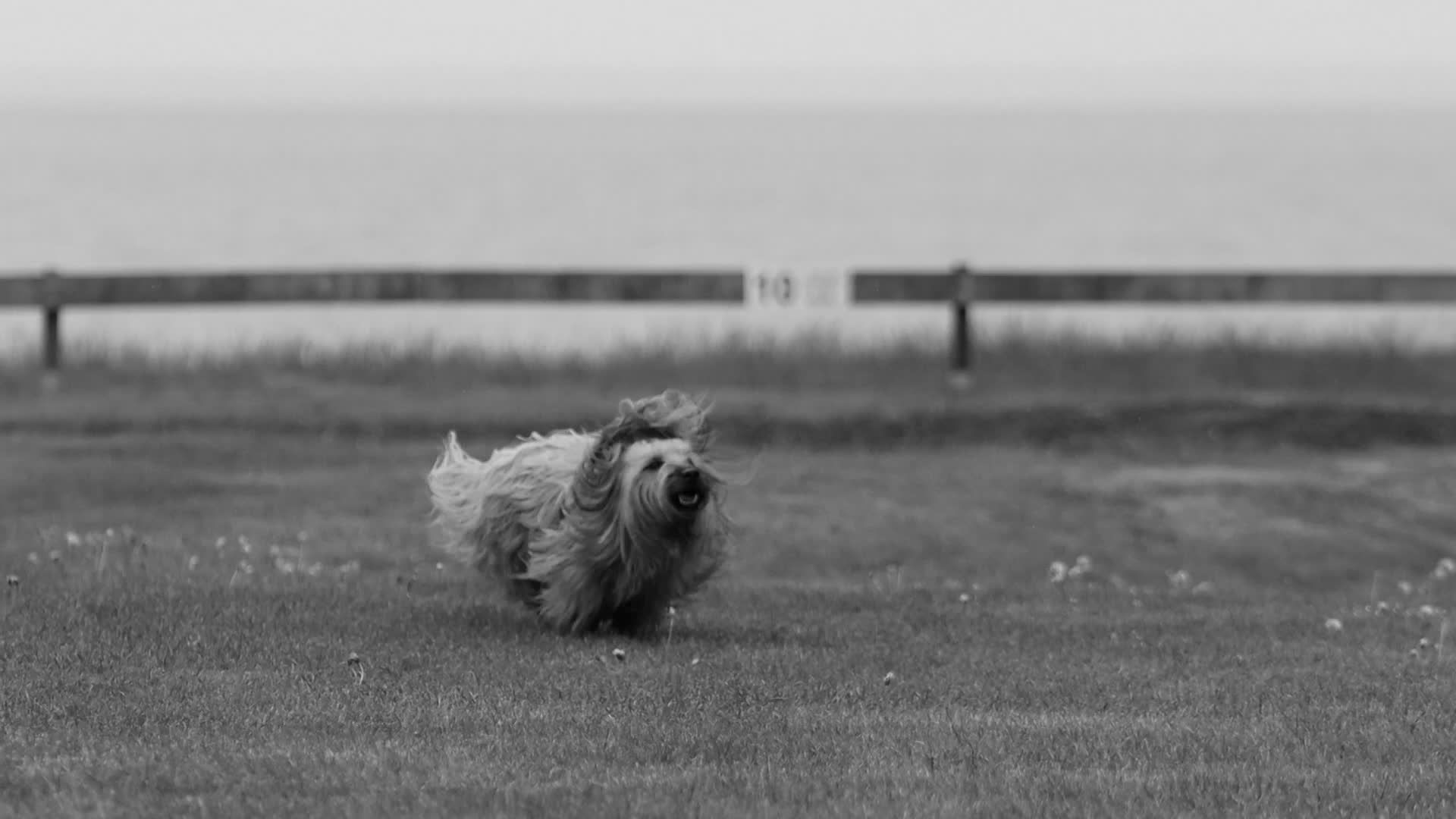 Energetic Dog Running by the Seaside Free Stock Video Footage, Royalty ...