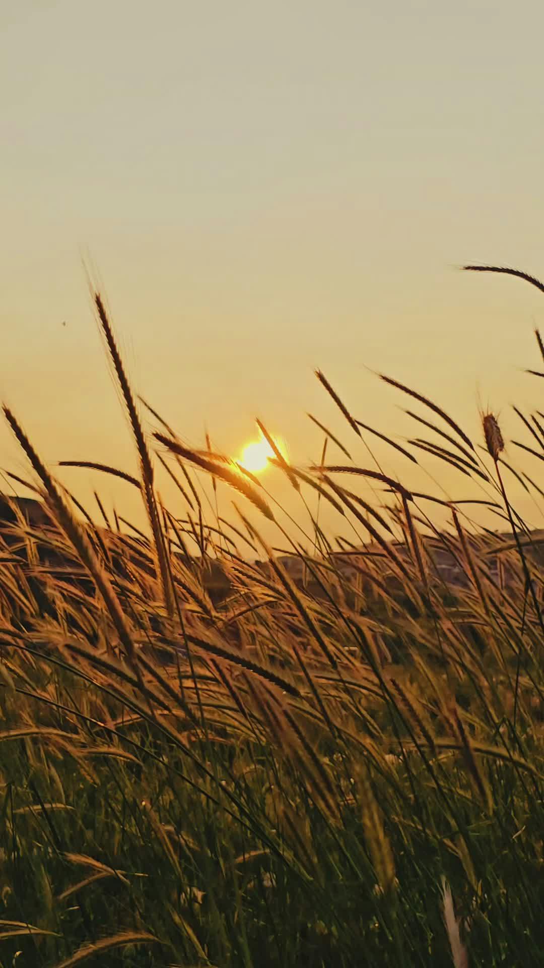 Video by Hanifi Sarıkaya