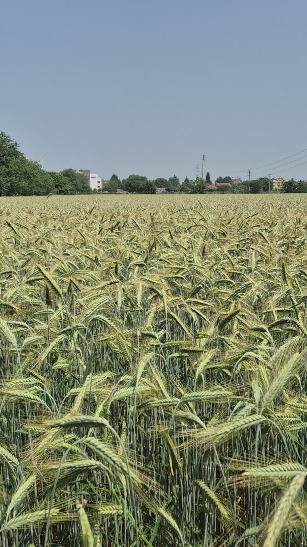 Campo De Trigo Dorado Bajo Un Cielo Despejado De Verano · Vídeo de ...
