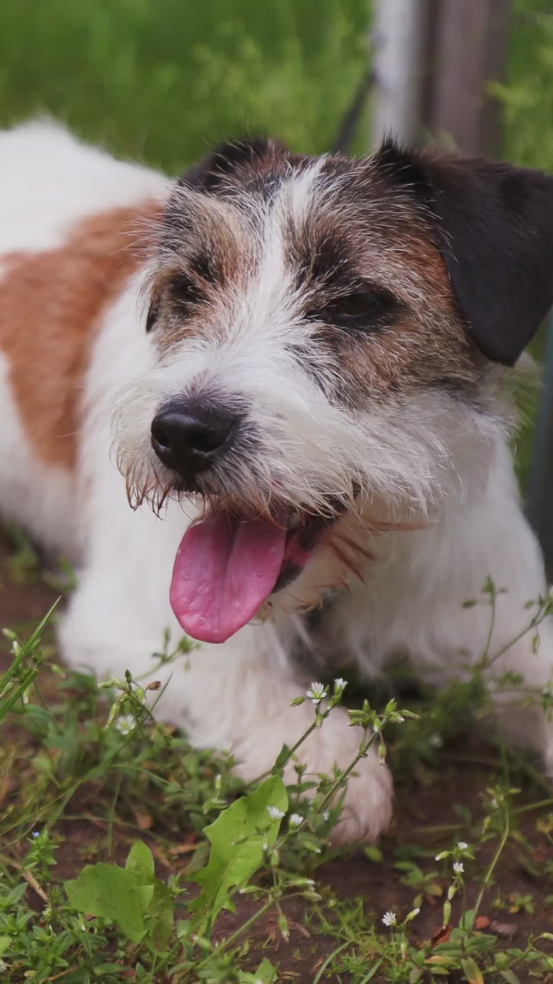 Pexels Video 32488151
