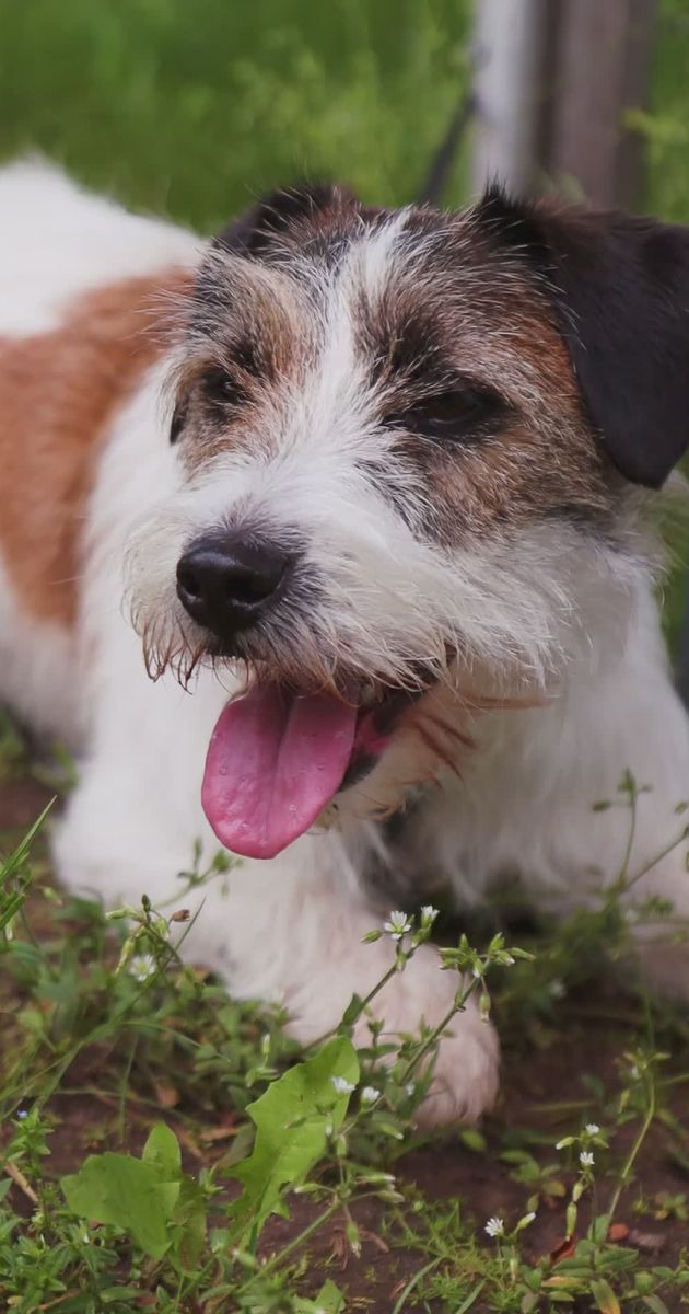 Pexels Video 32488151