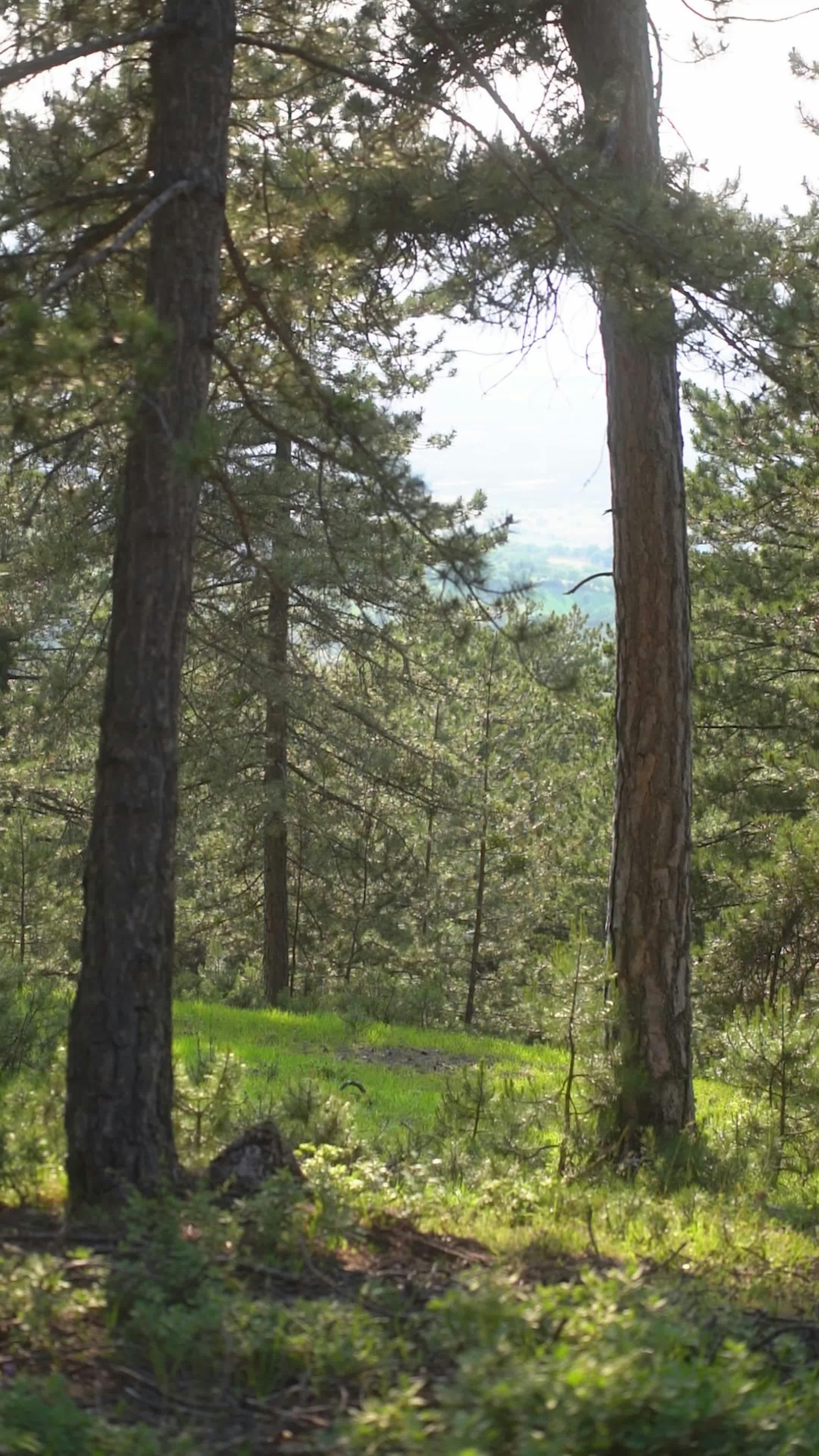 Video by Orhan Pergel