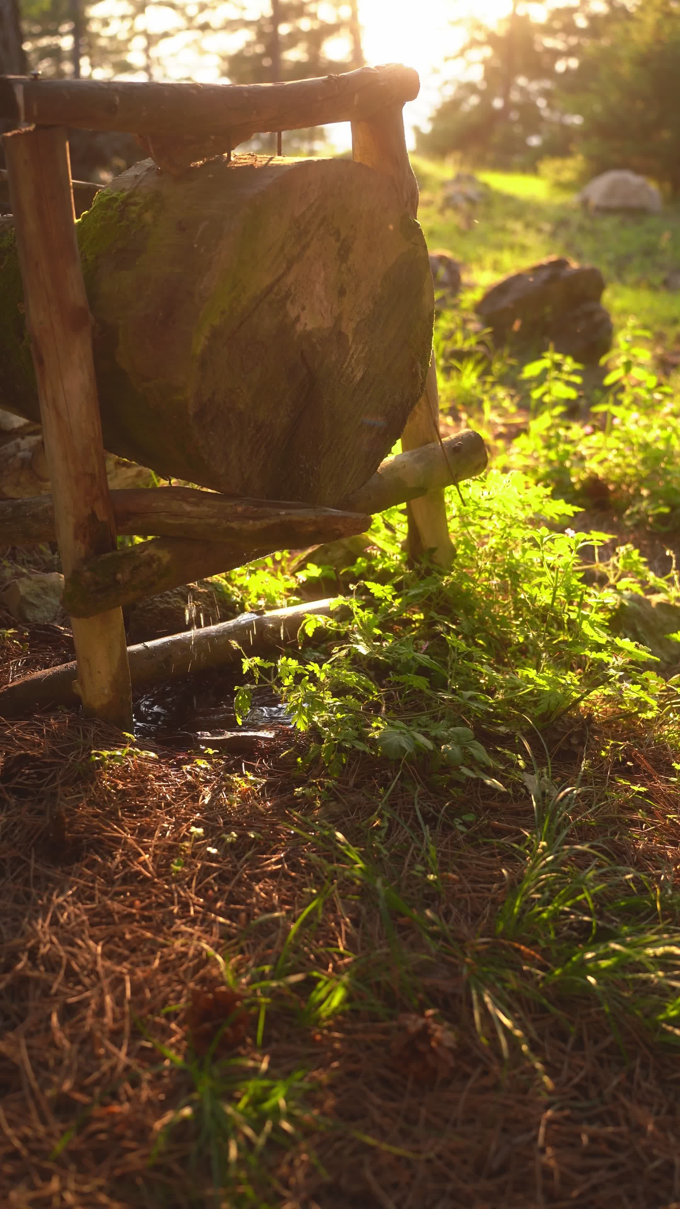 sunlit forest floor with rustic wooden chair 32496530