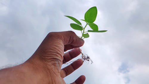 Low Angle Shot Of A Person Holding An Uprooted Seedling 