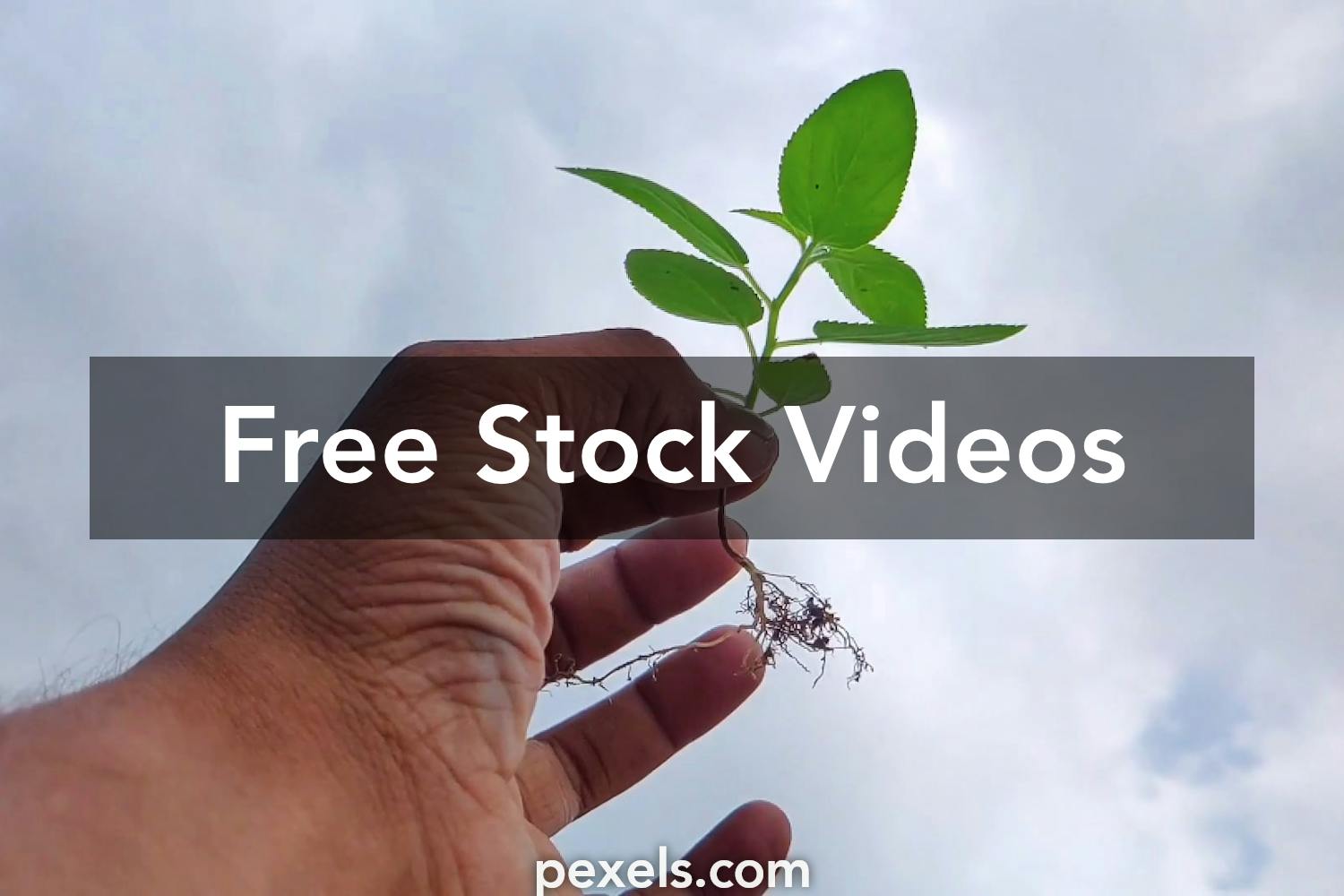 Plant Videos, Download The BEST Free 4k Stock Video Footage & Plant HD ...