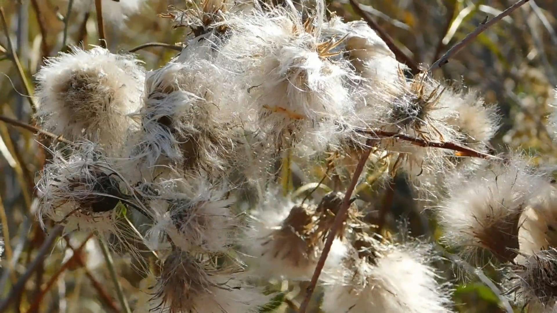 Cotton Like Flowers Shredding Its Seeds From The Strong Blows Of he