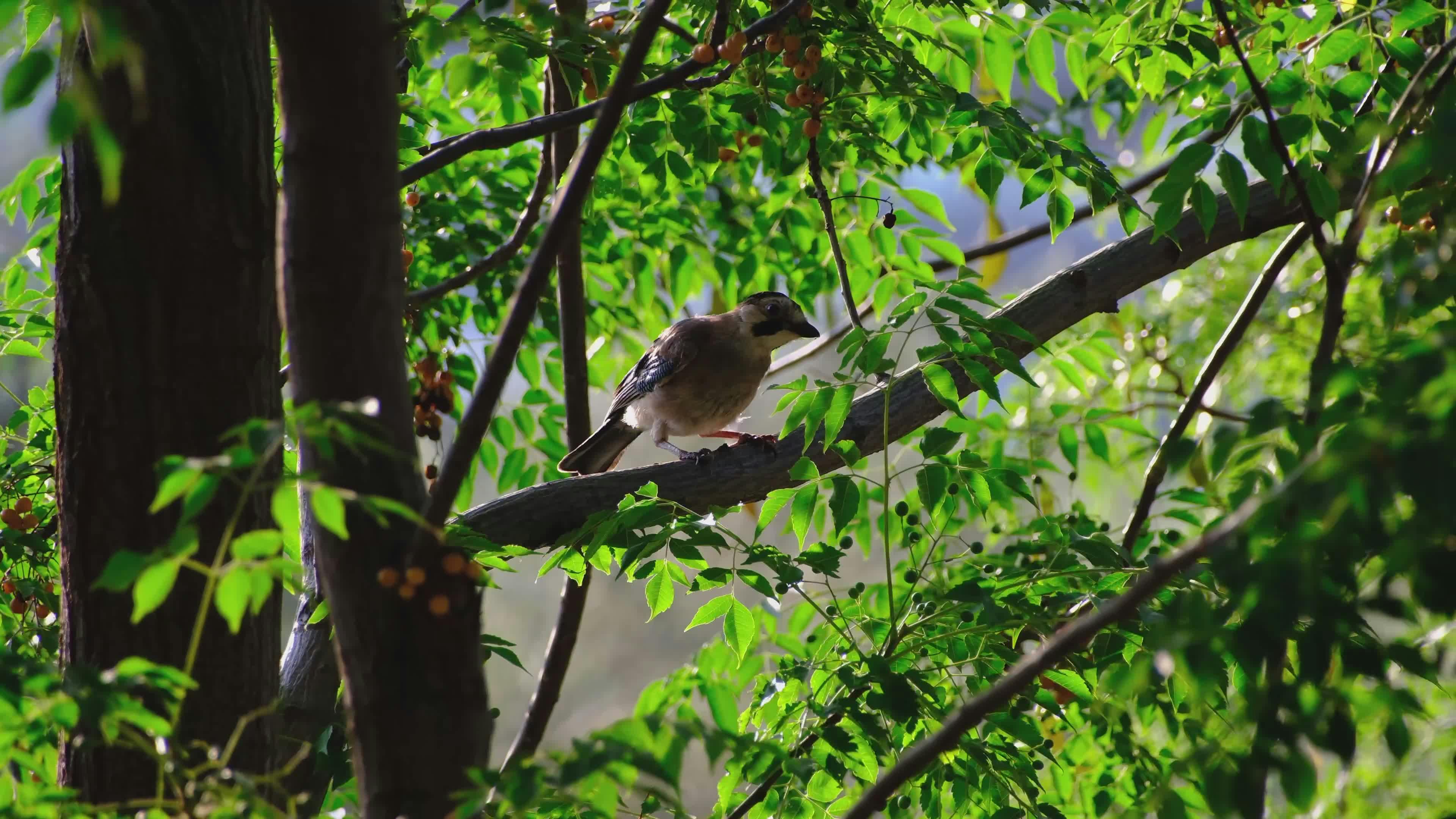 Video by Doğan Alpaslan  Demir