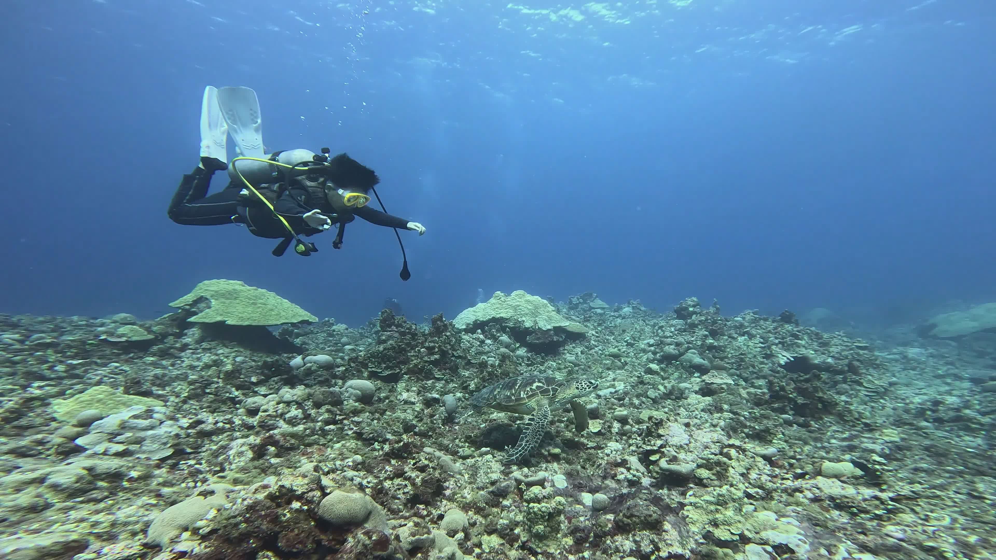 Scuba Diver Exploring Coral Reef Underwater Free Stock Video Footage ...