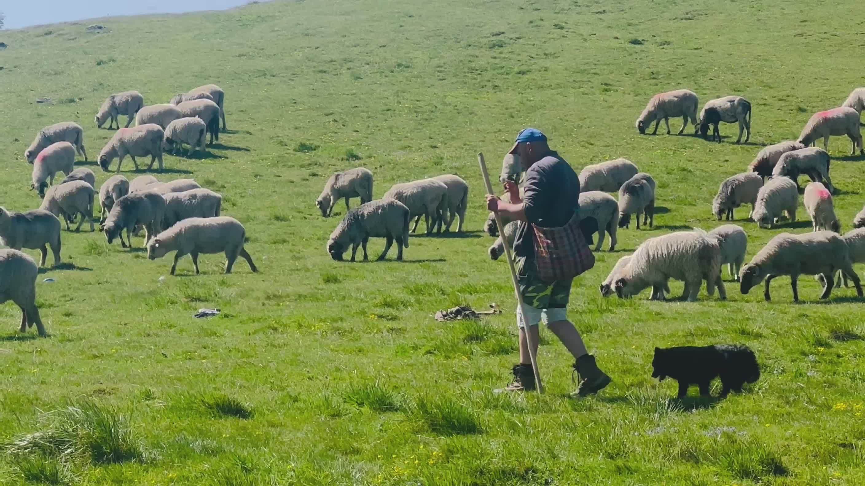 Shepherd With Dog and Grazing Sheep Free Stock Video Footage, Royalty ...