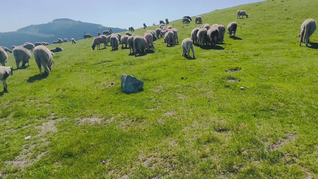 Flock of Sheep Grazing on a Scenic Hillside Free Stock Video Footage ...