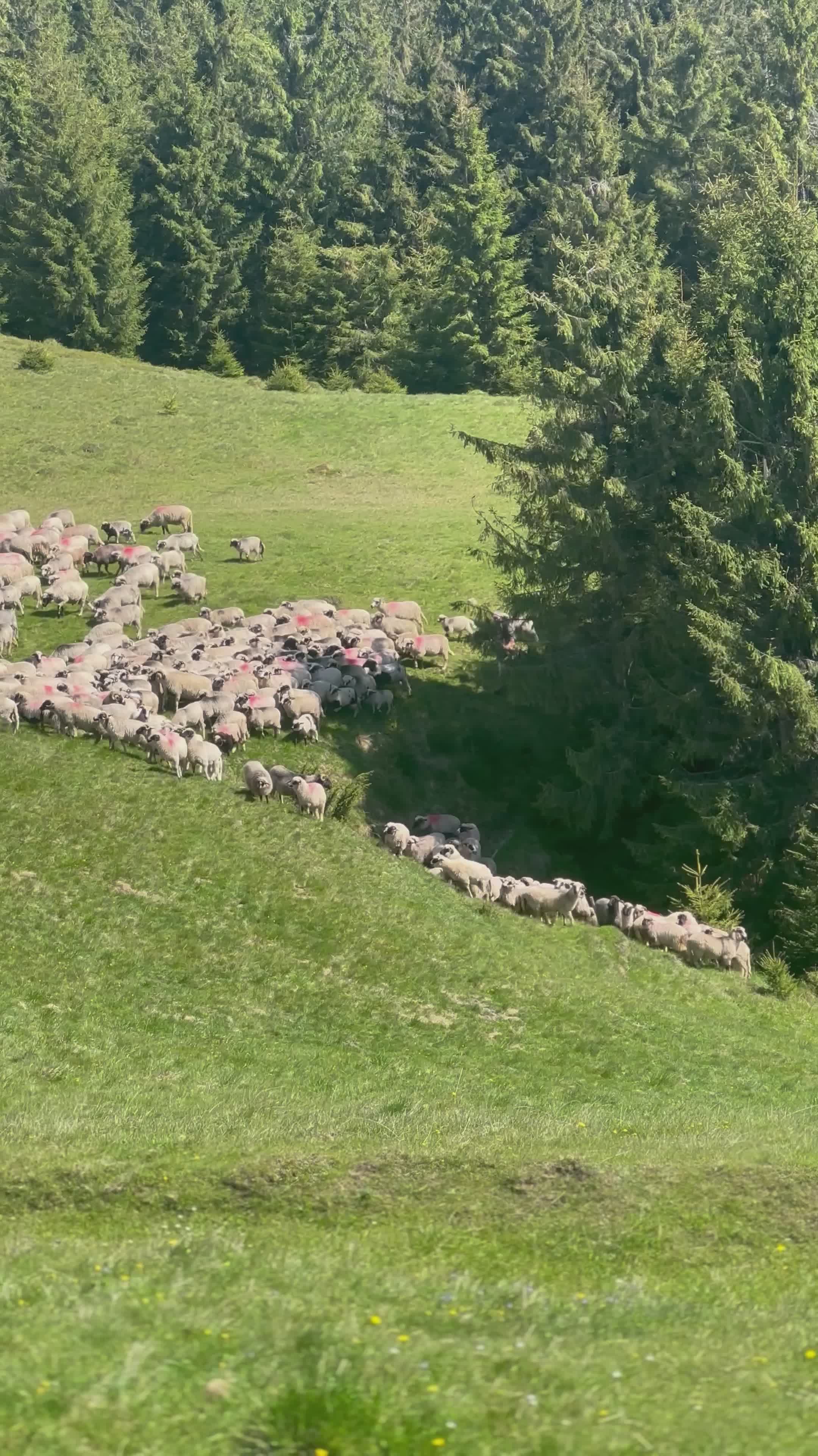 Sheep Grazing on Scenic Mountainside Pasture Free Stock Video Footage ...