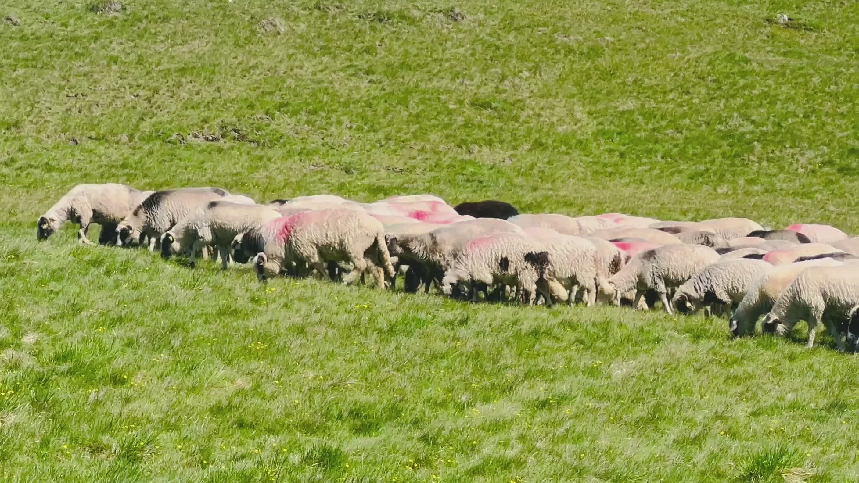 Sheep Grazing in Lush Green Pasture Free Stock Video Footage, Royalty ...