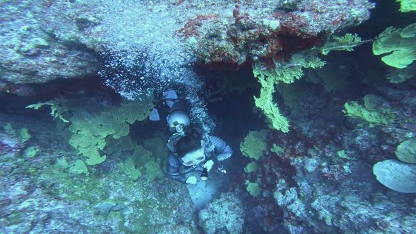 Scuba Diver Exploring Coral Reef Underwater Free Stock Video Footage ...