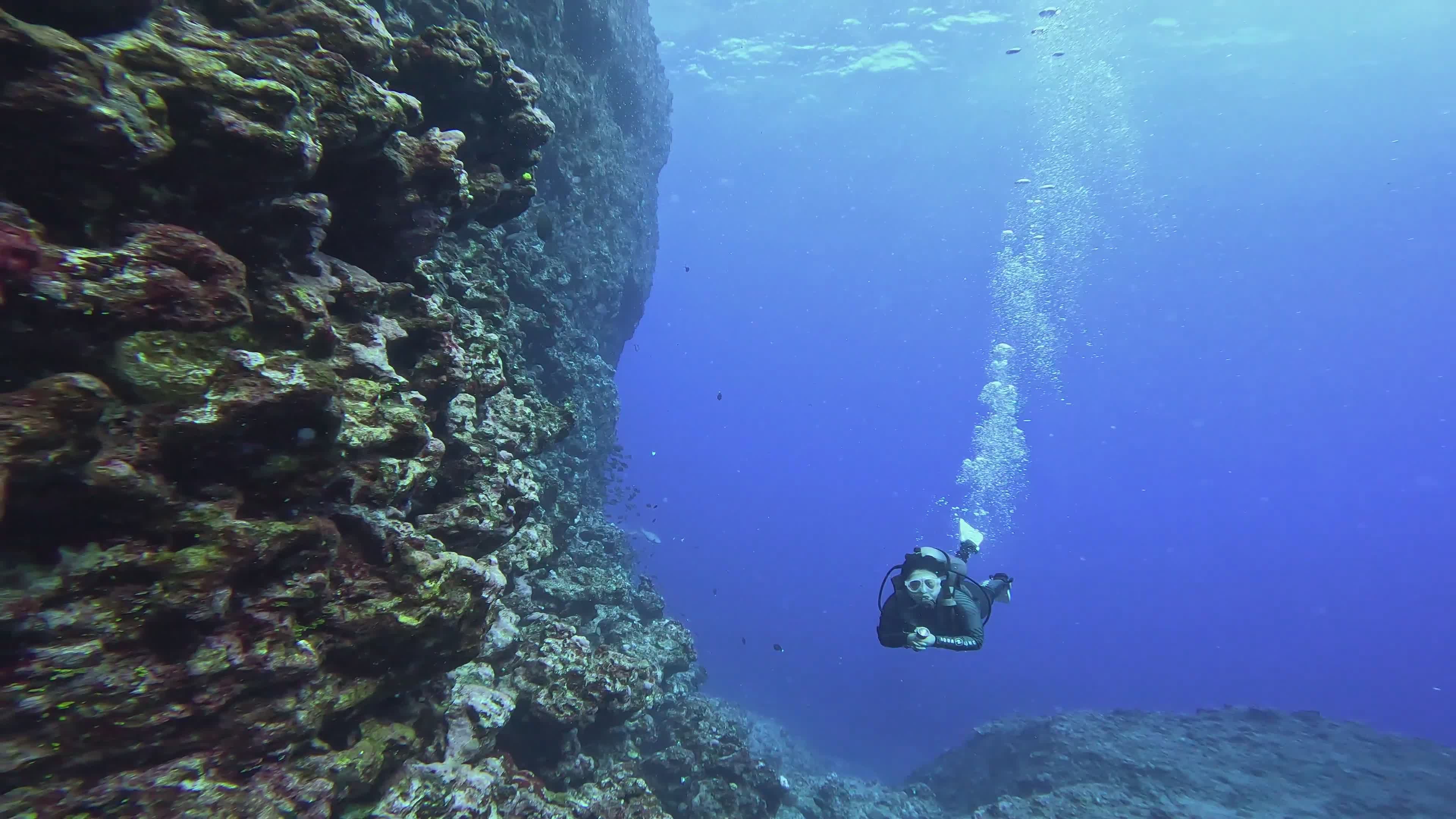 Scuba Diver Exploring Coral Reef Underwater Free Stock Video Footage ...