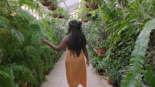 A Woman Touching The Leaves Of The Plants In A Green House