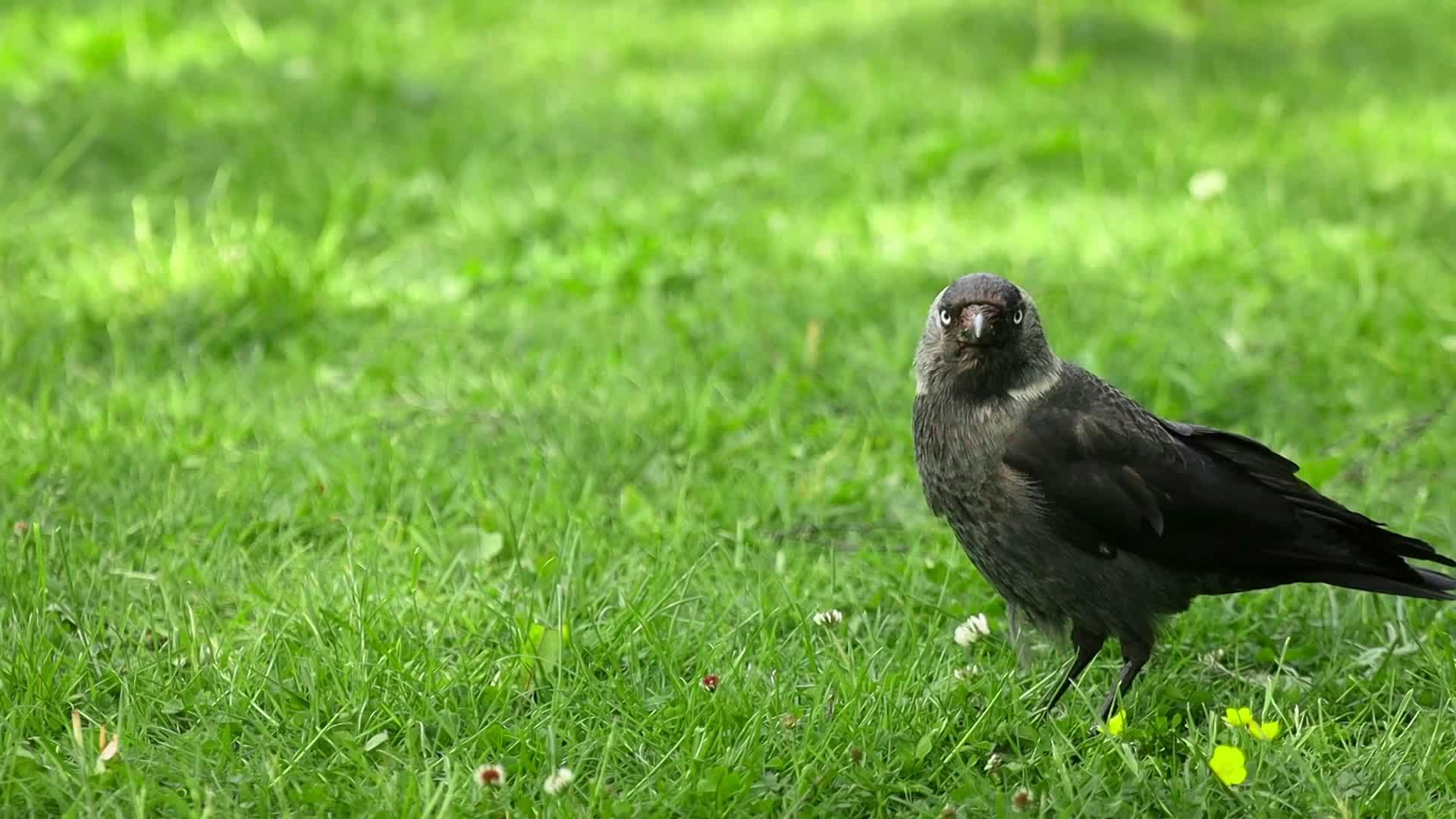 Video by Efrem  Efre